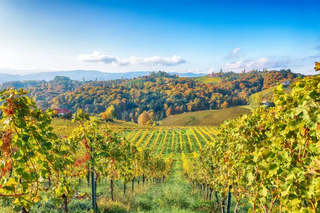 Atemberaubende Weinlandschaft in Südsteiermark bei Gamlitz. Herbstszene der Weinberge im beliebten Reiseziel Eckberg. Ort: Gamlitz, Bezirk Leibnitz in der Steiermark, Österreich. Europa.